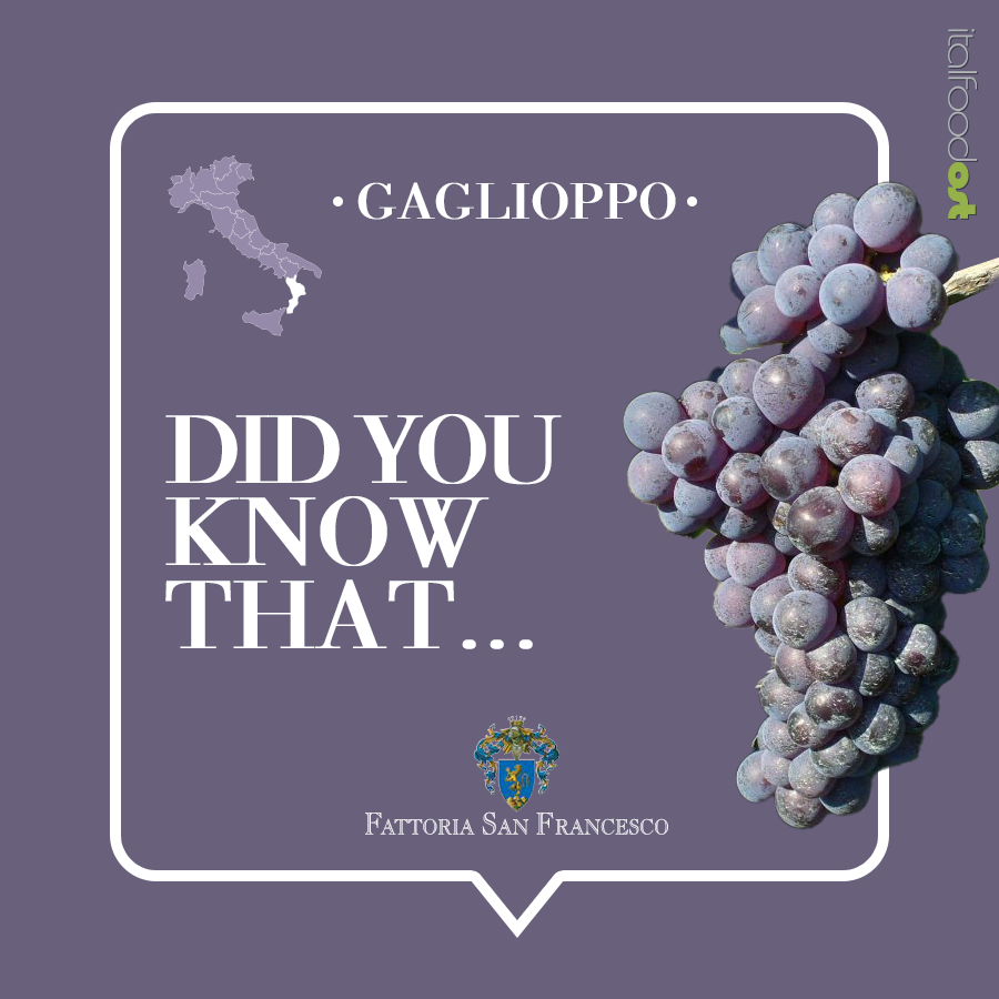 gaglioppo vine calabria fattoria san francesco