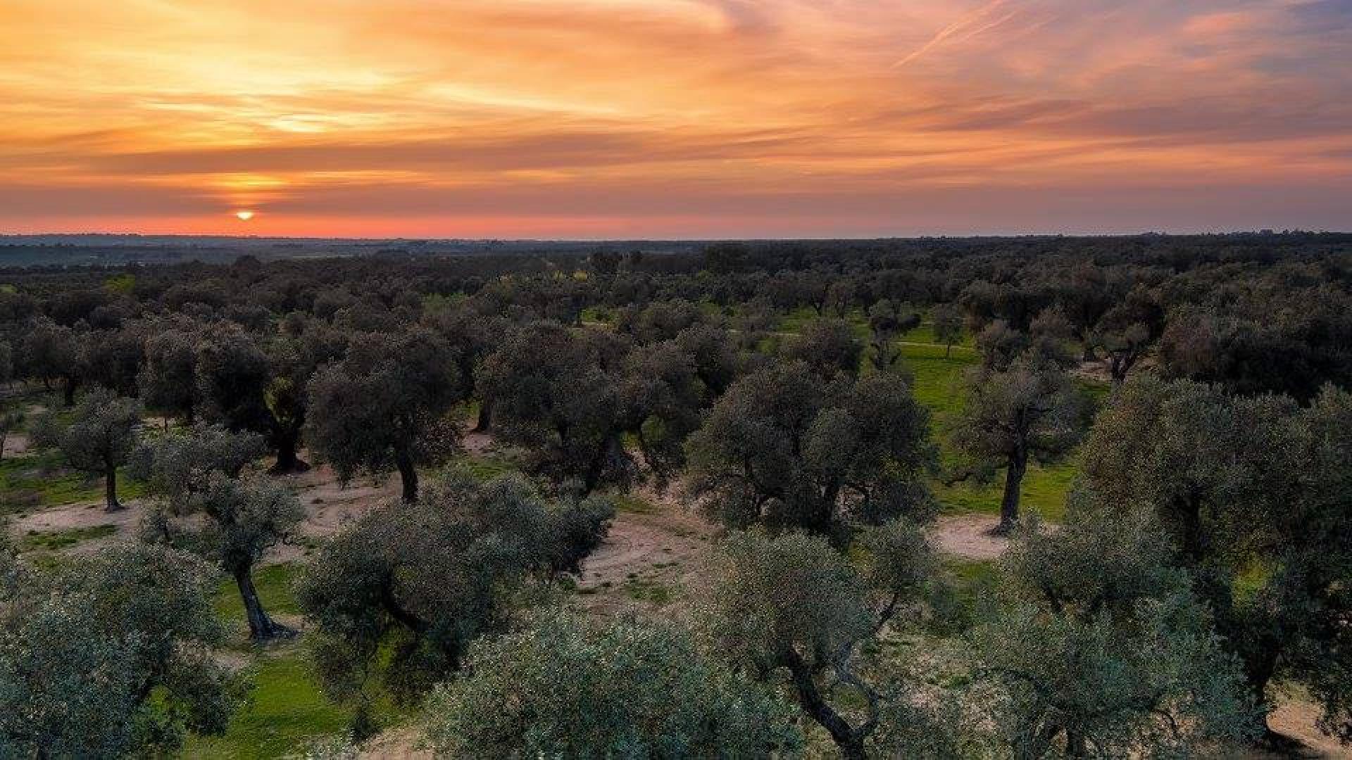 Extra virgin olive oil from Salento Apulia 