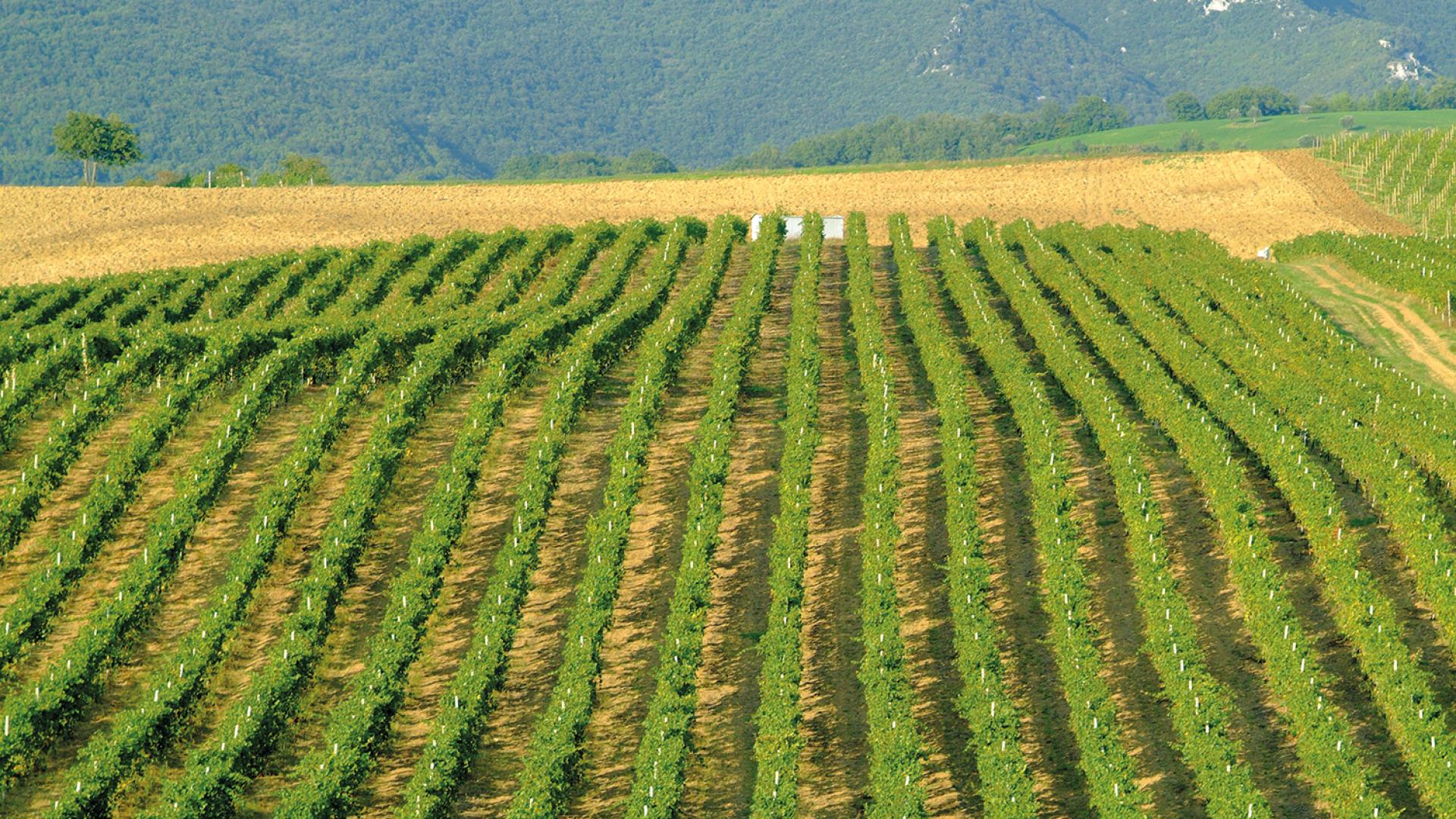 wine cellar cantine belisario marche