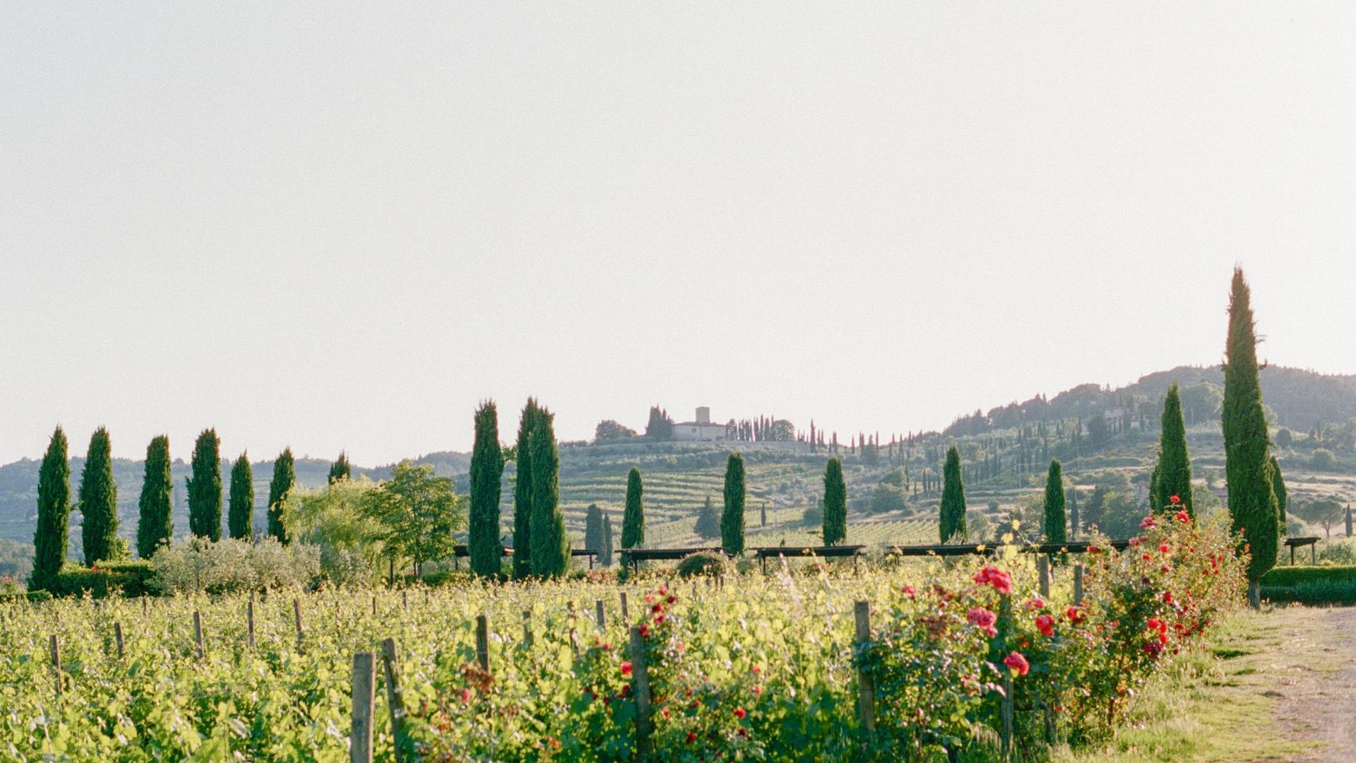 viticcio winery