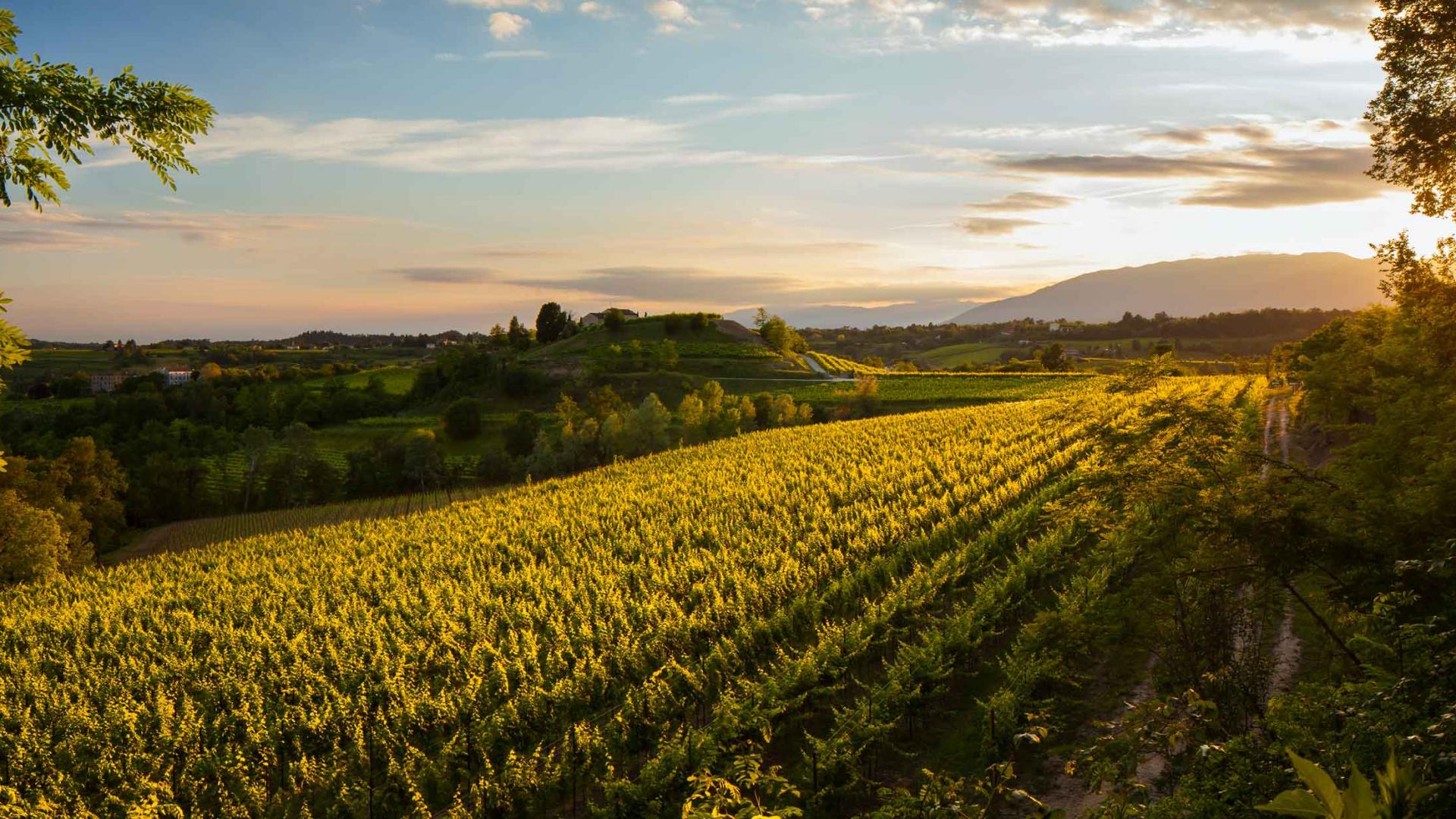maccari winery veneto sparkling wine